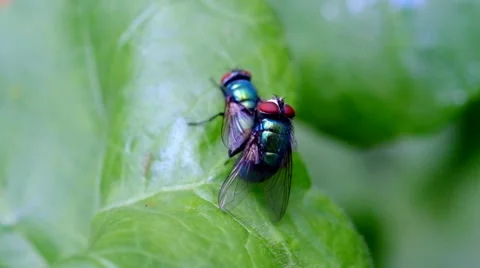 Flies mating on a leaf 2 Stock Footage 41504988