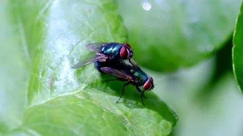 Flies mating on a leaf 3 Stock Footage 41500988