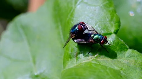 Flies mating on a leaf 4 Stock Footage 41500589