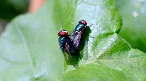 Flies mating on a leaf 5 Stock Footage 41500424