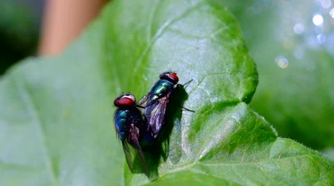 Flies mating on a leaf 6 Stock Footage 41496832