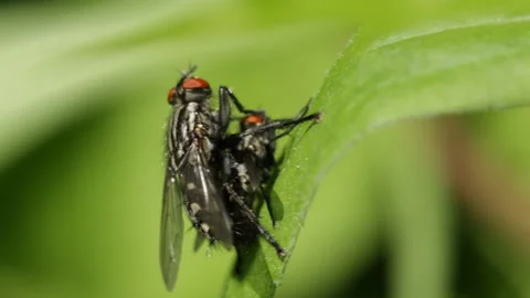 Flies mating on a leaf Stock Footage 131097863