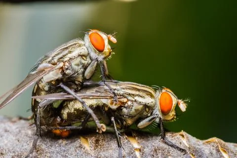 Flies mating Stock Photos