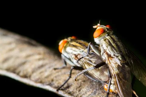 Flies mating Stock Photos