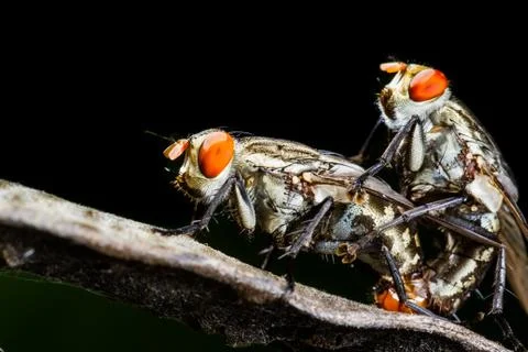 Flies mating Stock Photos