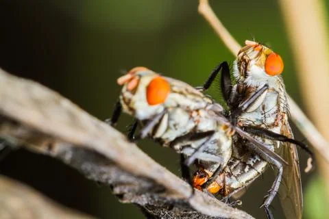 Flies mating Stock Photos