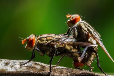 Flies mating Stock Photos