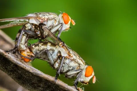 Flies mating Stock Photos