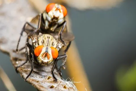 Flies mating Stock Photos