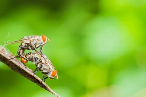 Flies mating Stock Photos
