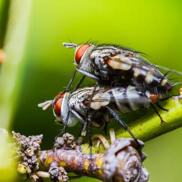 Flies mating Stock Photos