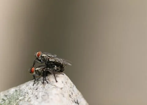 Flies mating Stock Photos