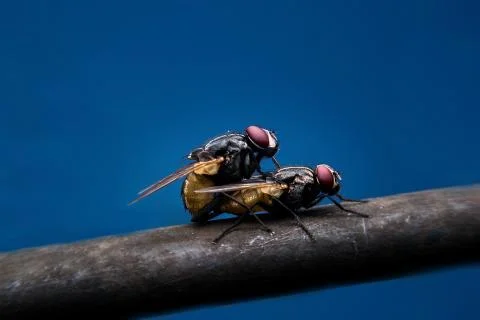 Flies mating Stock Photos