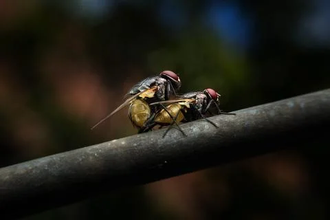 Flies mating 스톡 사진