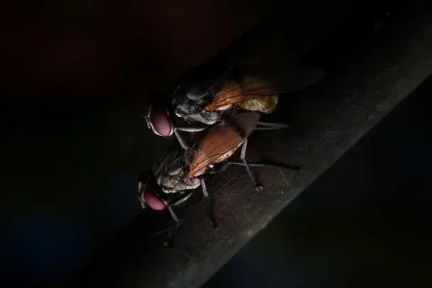 Flies mating Stock Photos