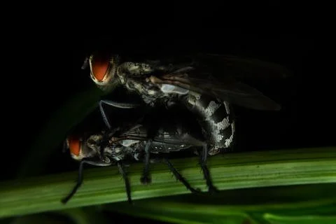 Flies mating Stock Photos