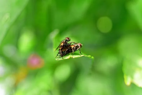 Flies mating Foto stock