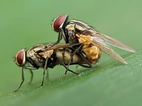 Flies mating Foto stock