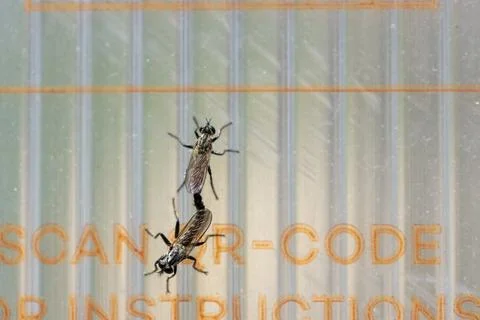 Flies mating on translucent textured plastic surface Stock Photos
