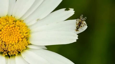 Flies mating on white daisy flower Stock Footage 7905120