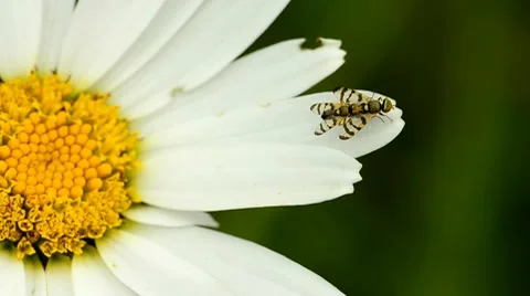Flies mating on a white daisy flower Stock Footage 7905137