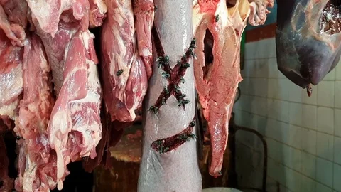 Flies On Meat Stock-Footage 122631517