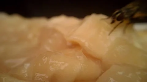 Flies on Meat Macro 01 Stock Footage 45699776