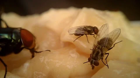 Flies on Meat Macro 04 Stock Footage 45700032