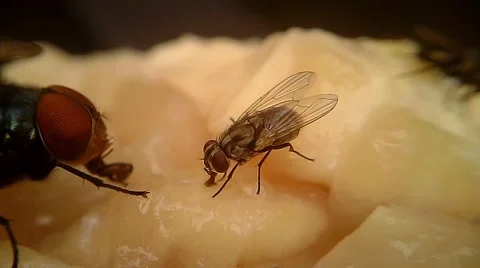 Flies on Meat Macro 05 Video stock 45700328
