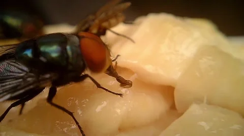Flies on Meat Macro 06 Stock Footage 45700236