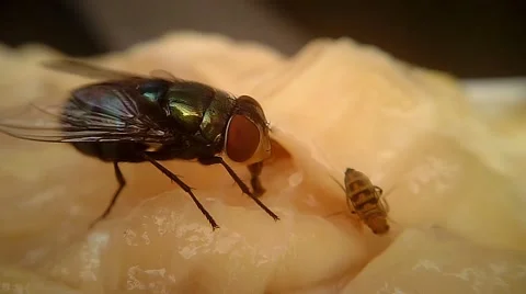 Flies on Meat Macro 08 스톡 동영상 45700069