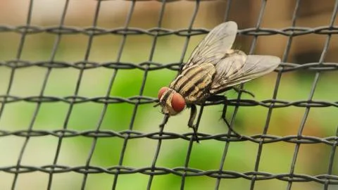 A flies on the net Stock Photos