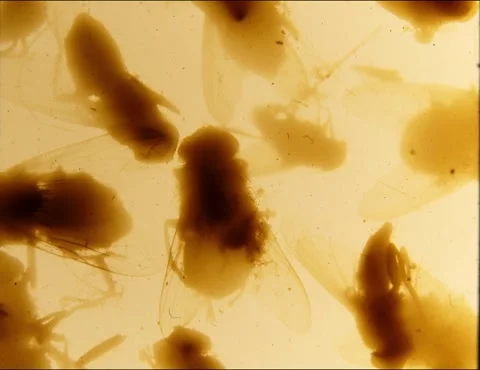 Flies, newspaper scraps.  Abstract loopable animation. 35mm film  Stock-Footage 298338251