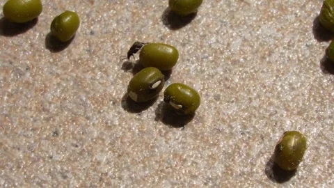 Flies or bugs on green beans scattered. Closeup view. Stock Footage 306635311