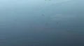 Flies over a pond surface HD Footage