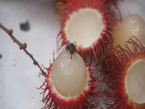 Flies over the rambutan fruit Stock Footage 92462664