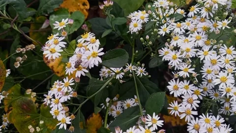 Flies perched on asteraceae flower Stock Footage 219602415