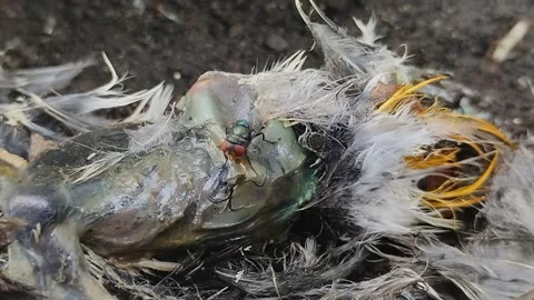 Flies perched on a bird carcass with maggots around it Stock Footage 315198555
