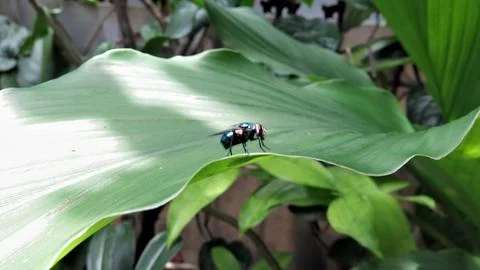 Flies perched on the leaves2 Stock Photos