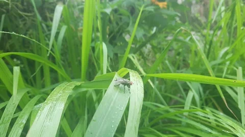 Flies perched on the weeds Stock Footage 311520363