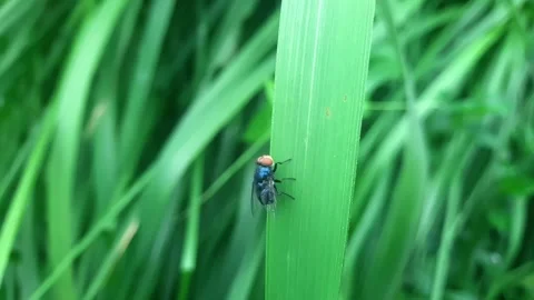 Flies perched on the weeds Stock Footage 312912209