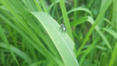 Flies perched on the weeds Stock Footage 313204908