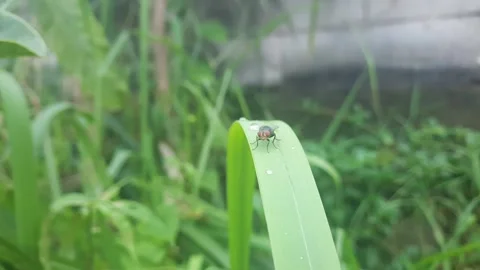 Flies perched on the weeds Stock Footage 313205151