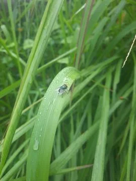 Flies perched on the weeds Stock Photos