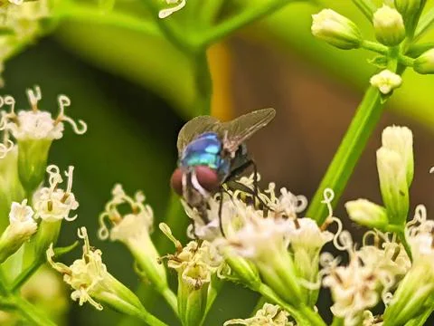 Flies perching on flowers Фото