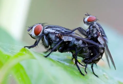 Flies Stock Photos