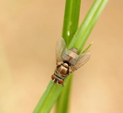 Flies Stock Photos