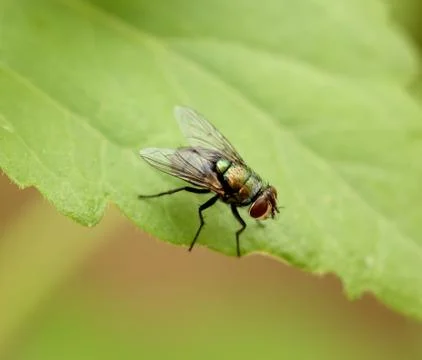 Flies Stock Photos