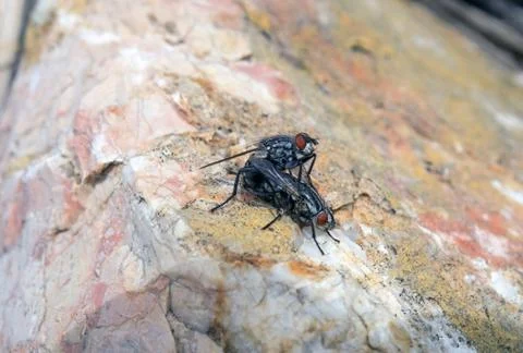 Flies Stock Photos