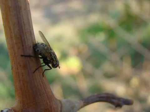 Flies Stock Photos